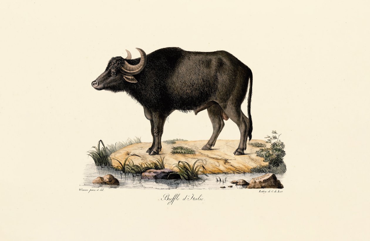 Italiensk vattenbuffel av Jacques Christophe Werner