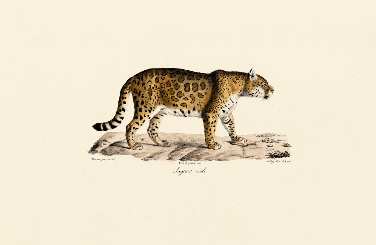 Jaguar (man) i sidovy av Jacques Christophe Werner