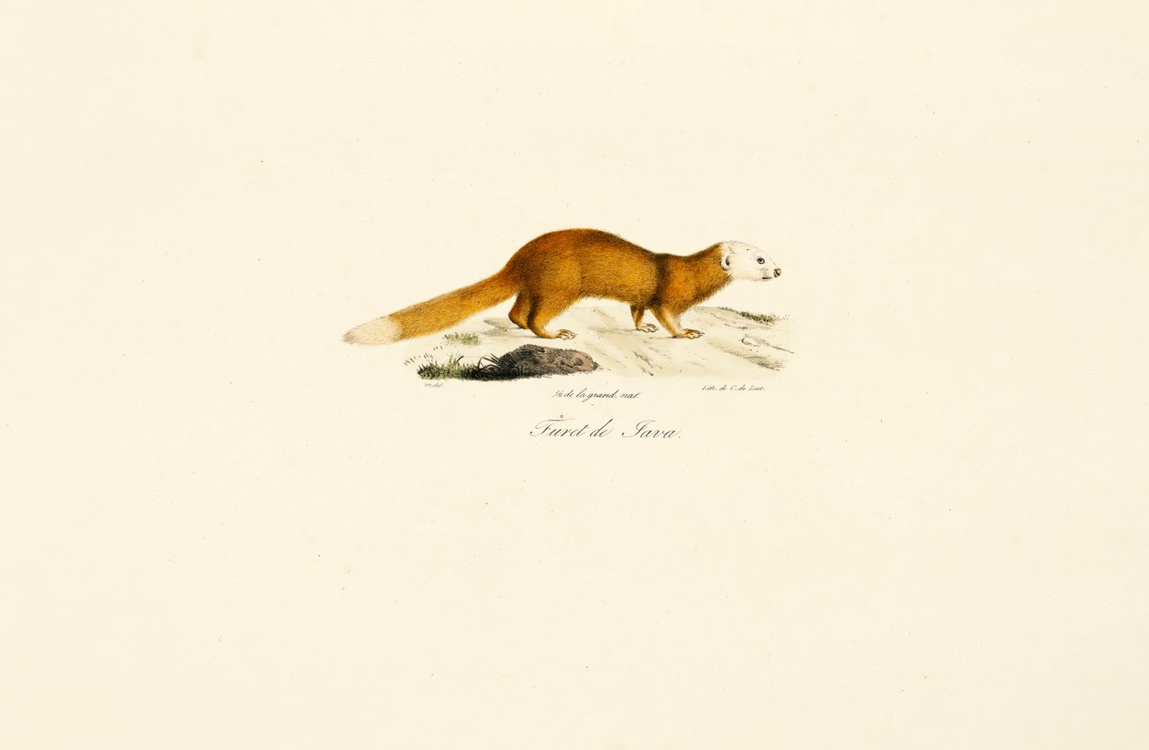 Javan Ferret Grävling av Jacques Christophe Werner