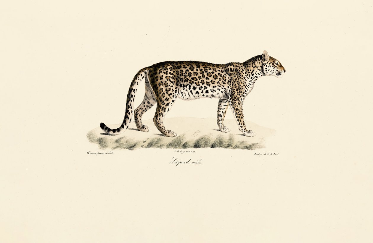 Leopard, hane av Jacques Christophe Werner