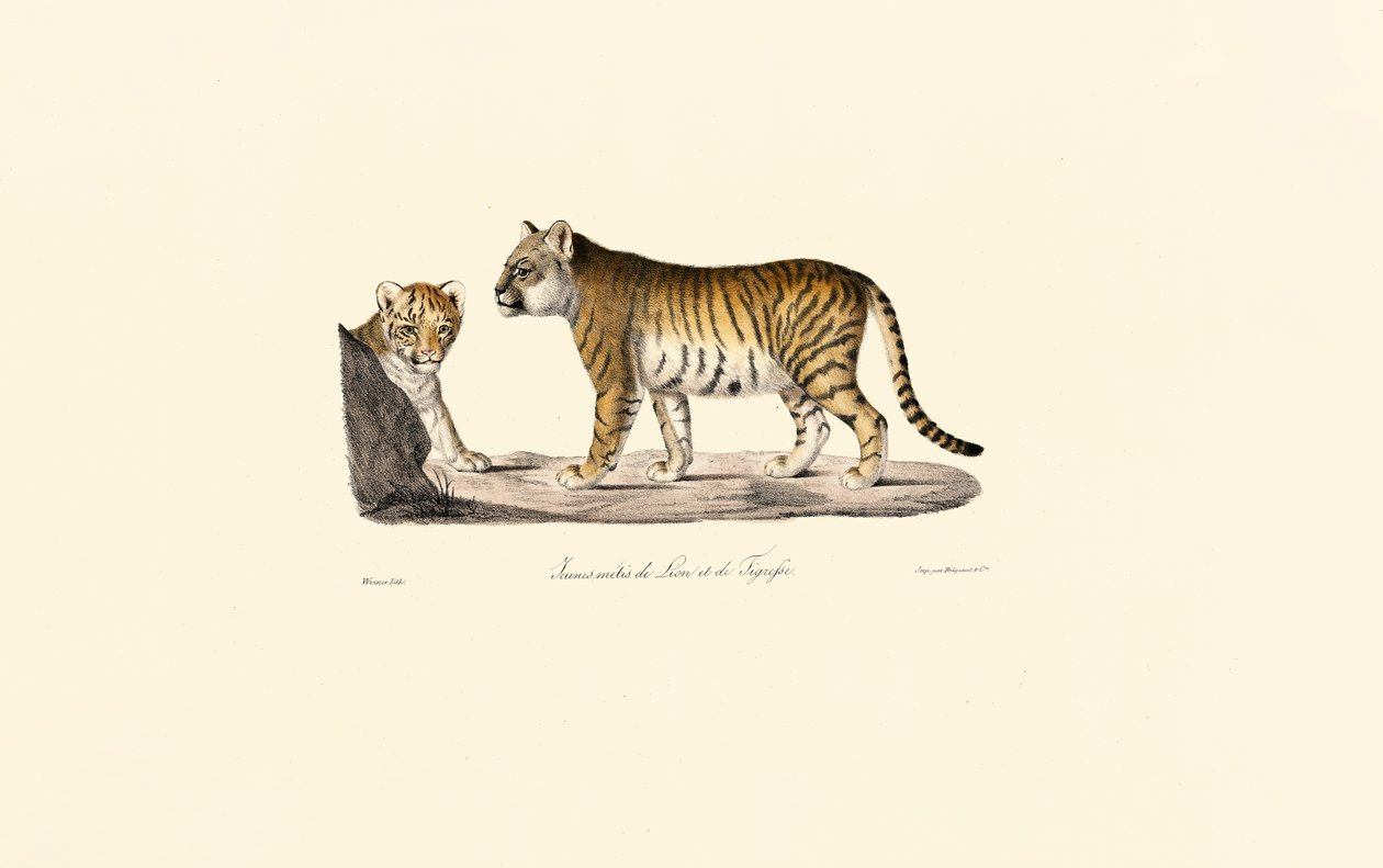  av Jacques Christophe Werner