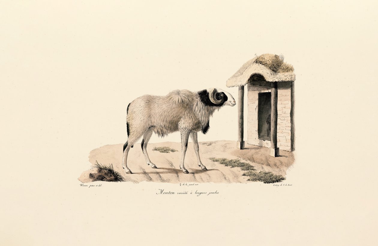 Långbent berberfår av Jacques Christophe Werner