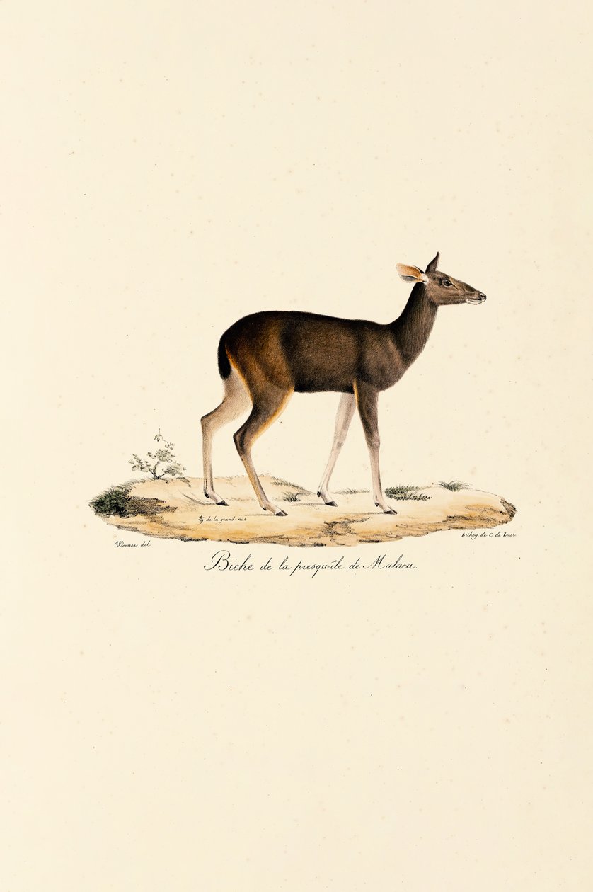 Malayan hjort hind av Jacques Christophe Werner