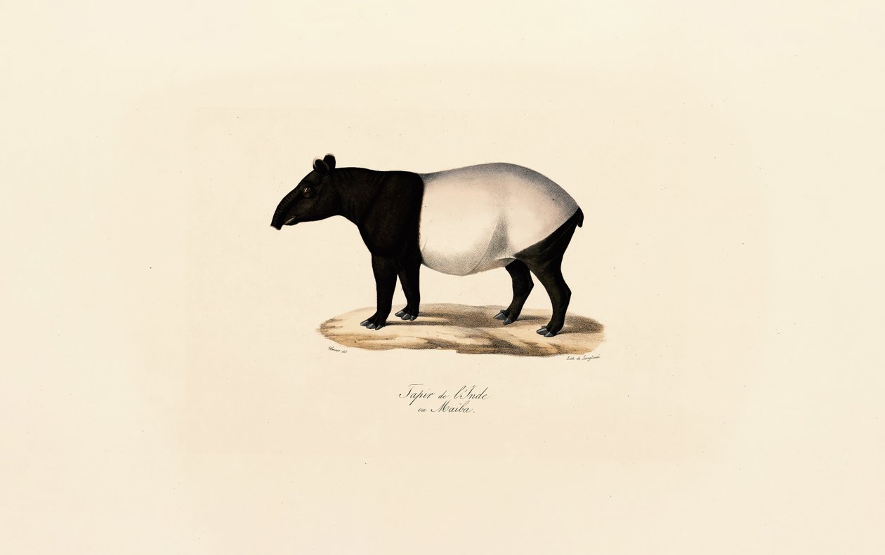 Malajisk tapir av Jacques Christophe Werner