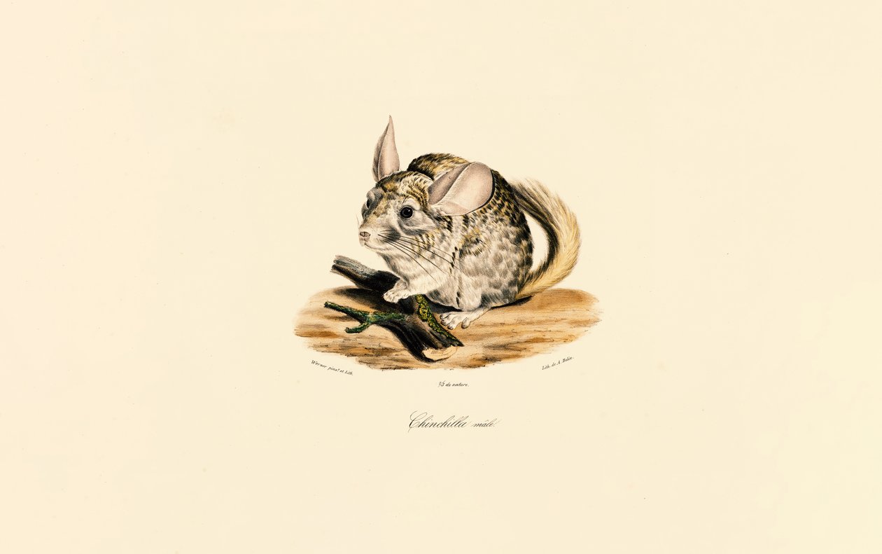  av Jacques Christophe Werner