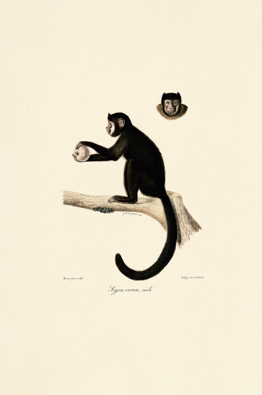 Hane Horned Capuchin av Jacques Christophe Werner