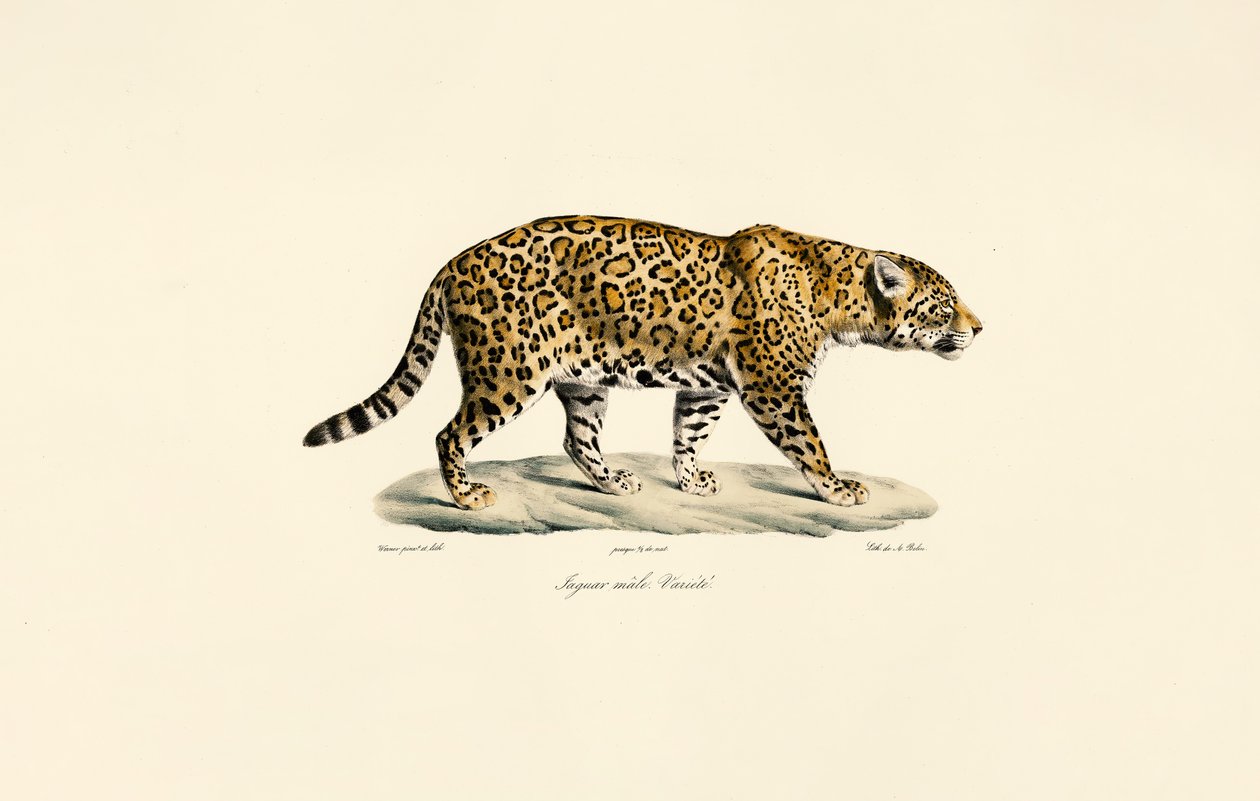 Jaguar, man av Jacques Christophe Werner