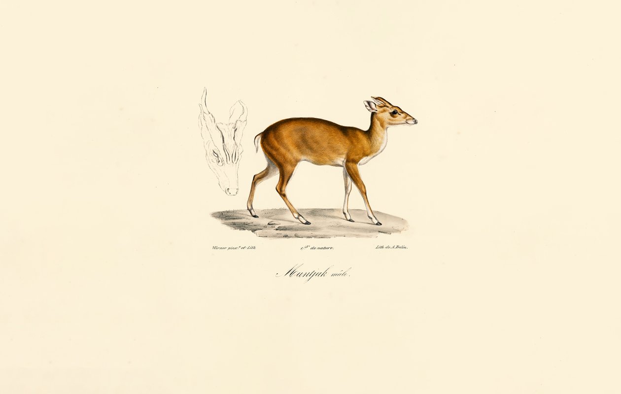 Hane Muntjac av Jacques Christophe Werner
