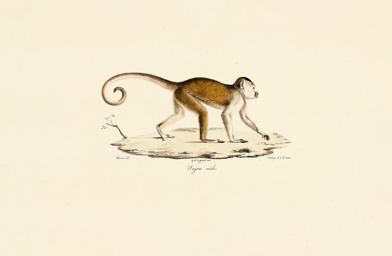 Hane tofsad kapucin av Jacques Christophe Werner