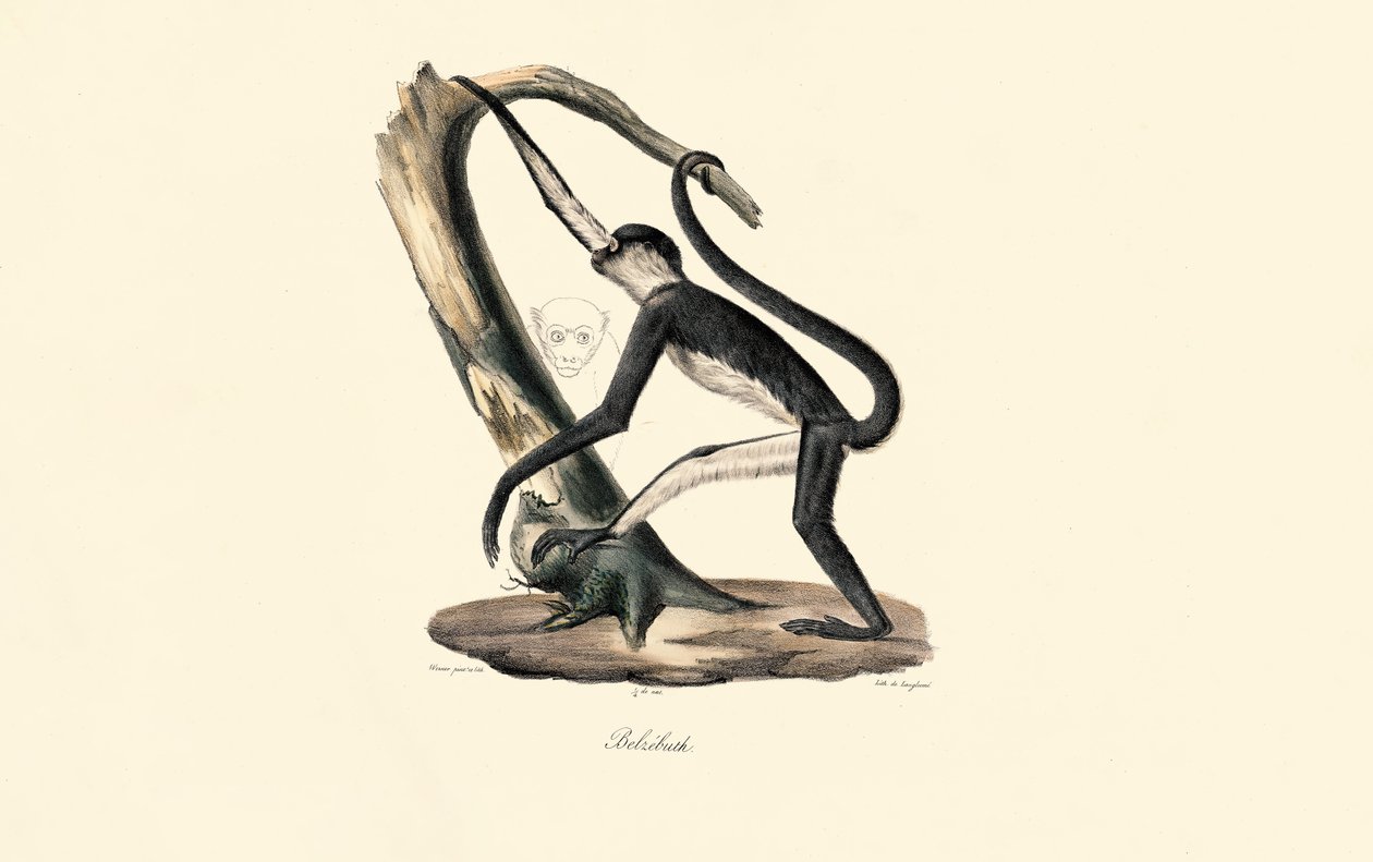 Guereza med mantel av Jacques Christophe Werner
