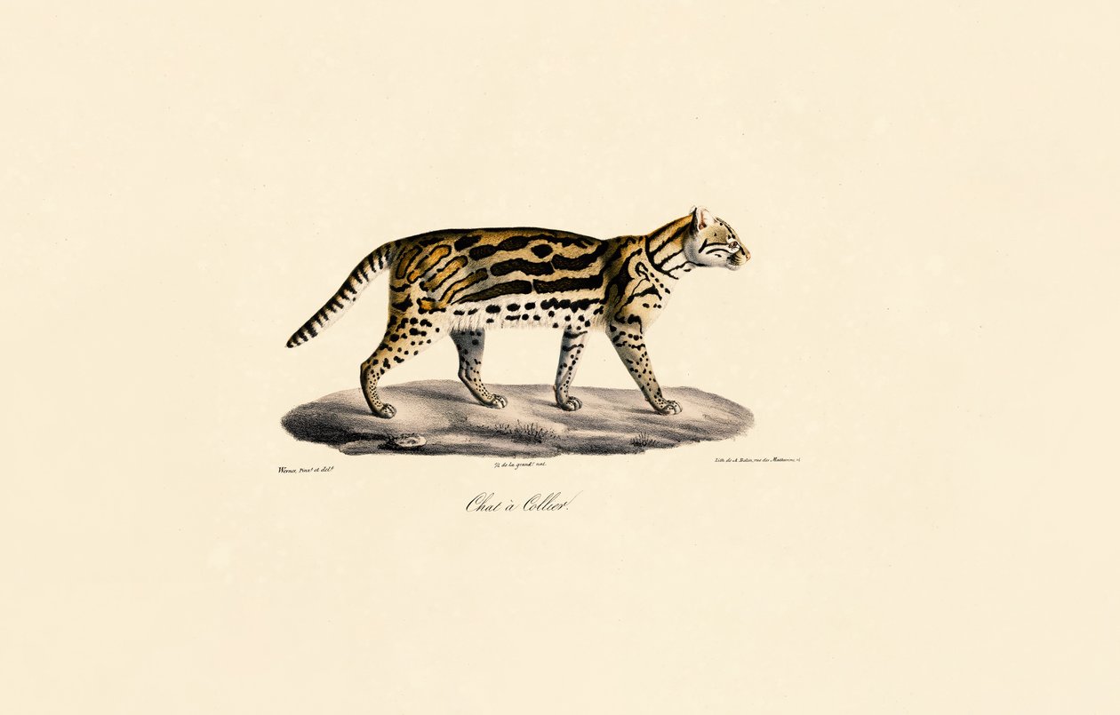 Margay Cat av Jacques Christophe Werner