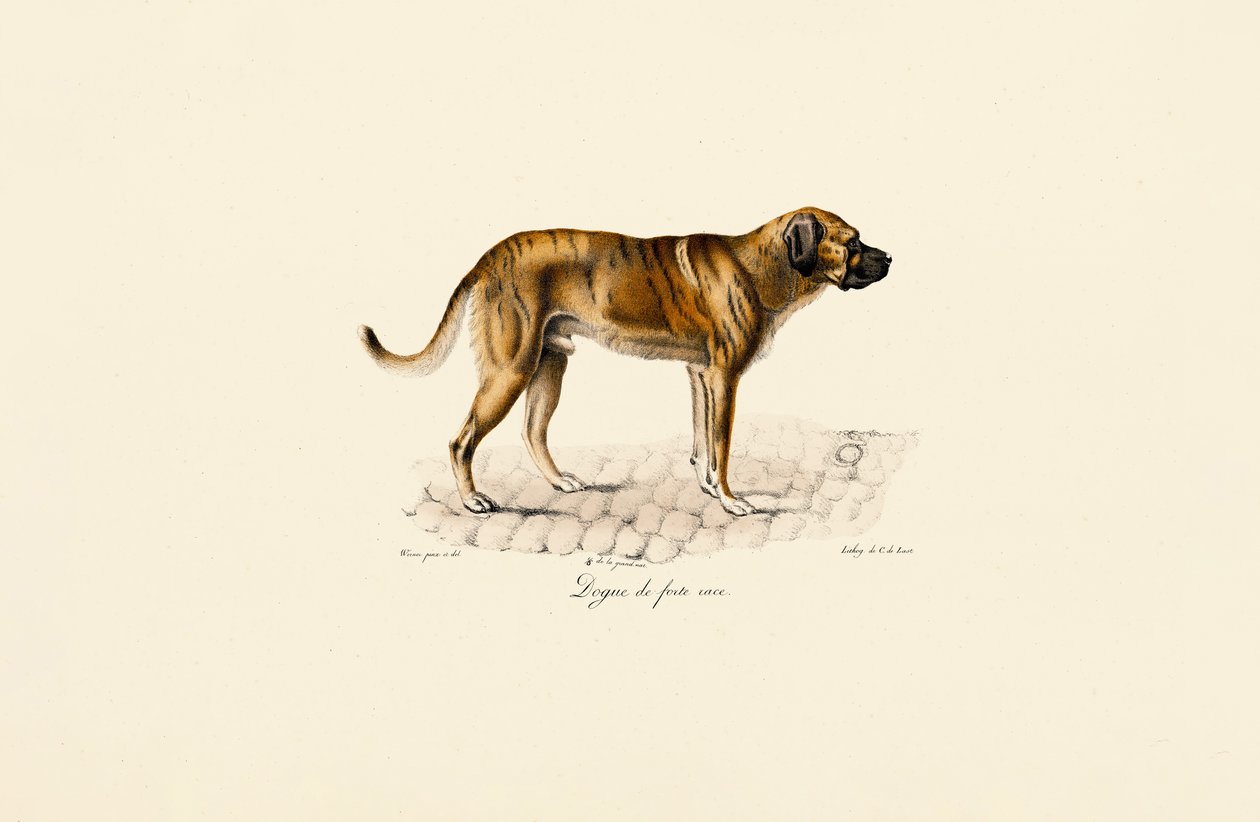 Mastiff av Jacques Christophe Werner