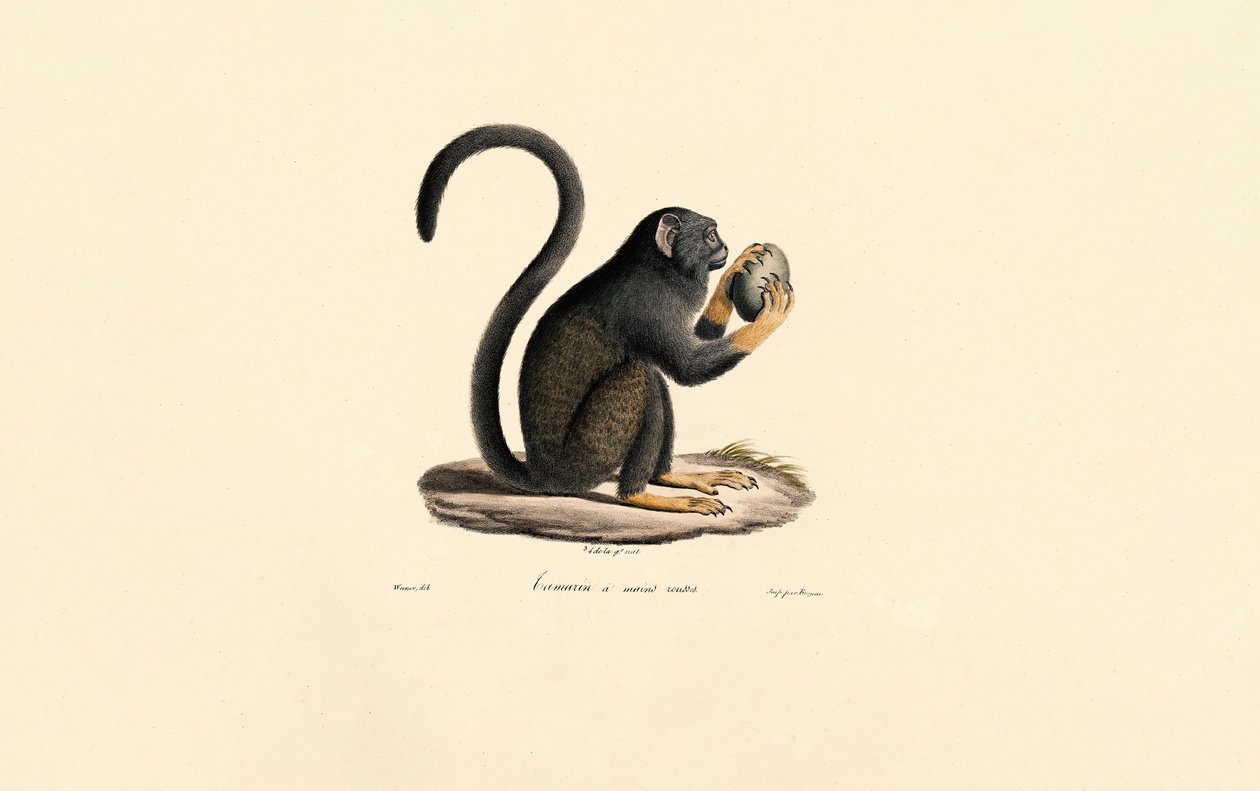Mona Monkey med frukt av Jacques Christophe Werner