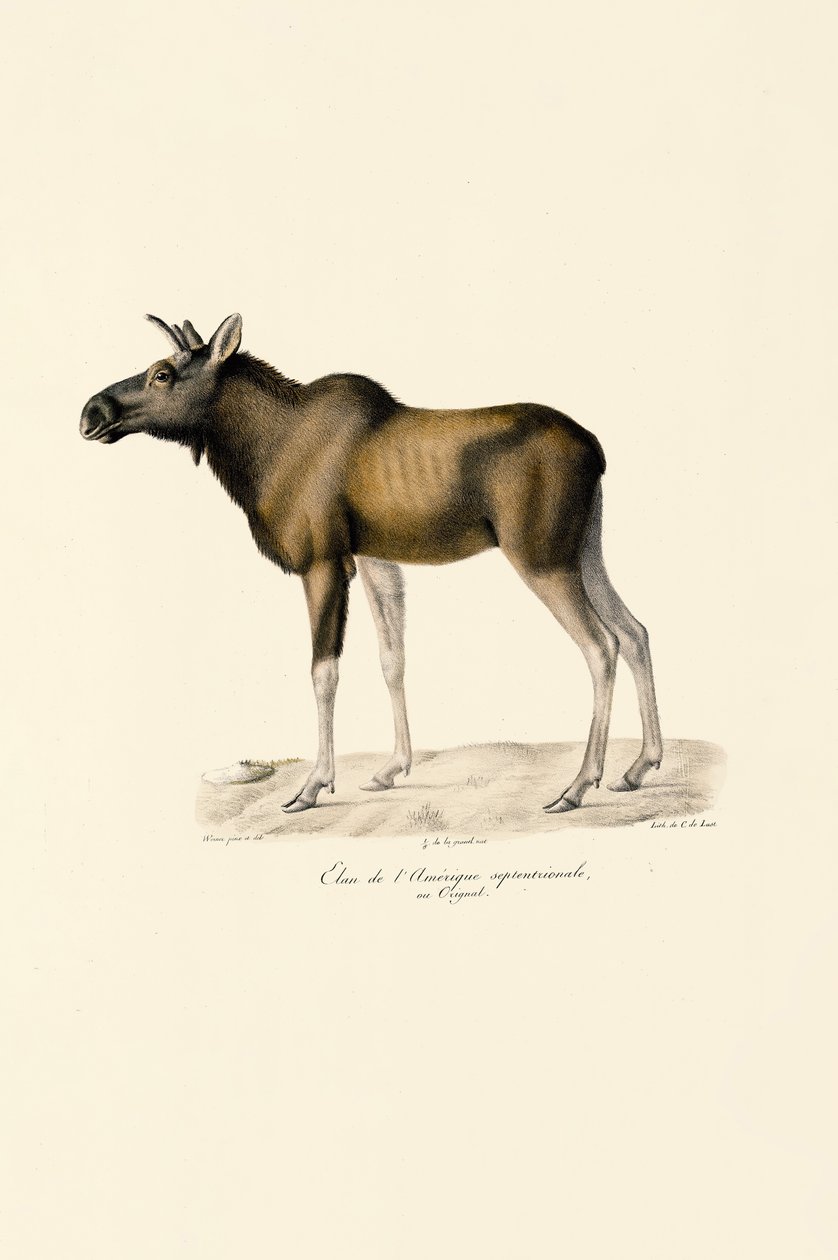 Älg (Alces alces) av Jacques Christophe Werner