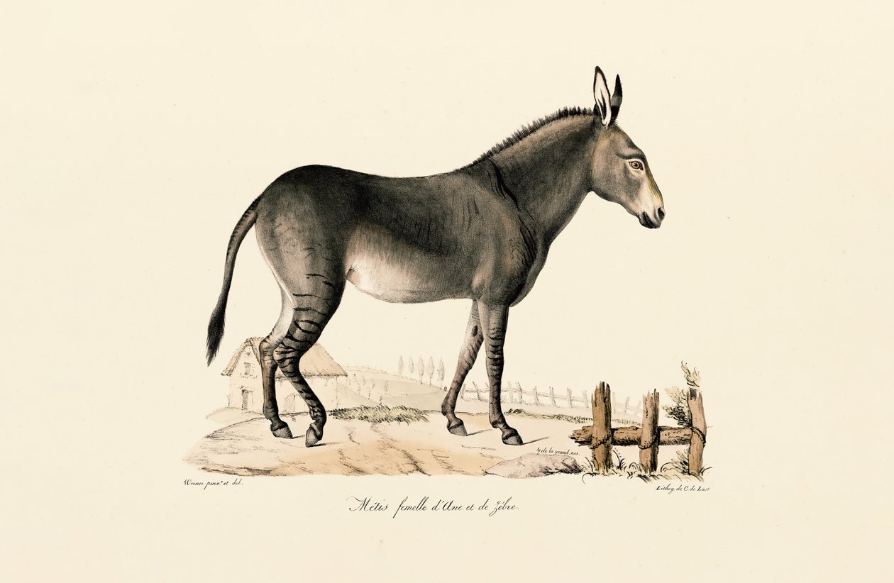  av Jacques Christophe Werner