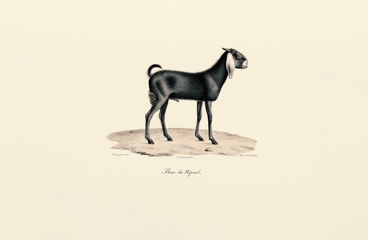 Nepalesisk get av Jacques Christophe Werner