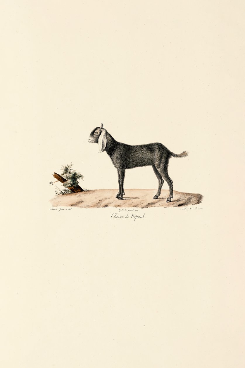 Nepalesisk get av Jacques Christophe Werner