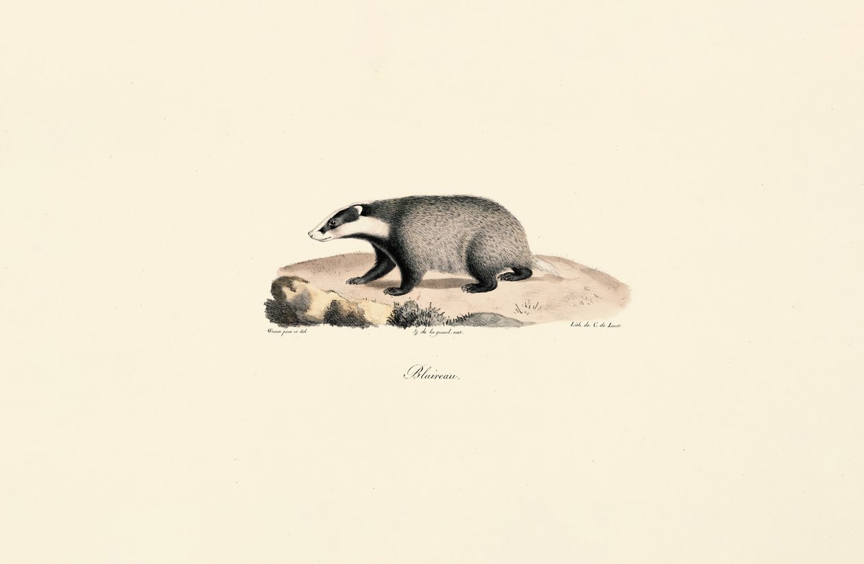 Newfoundlandshund av Jacques Christophe Werner