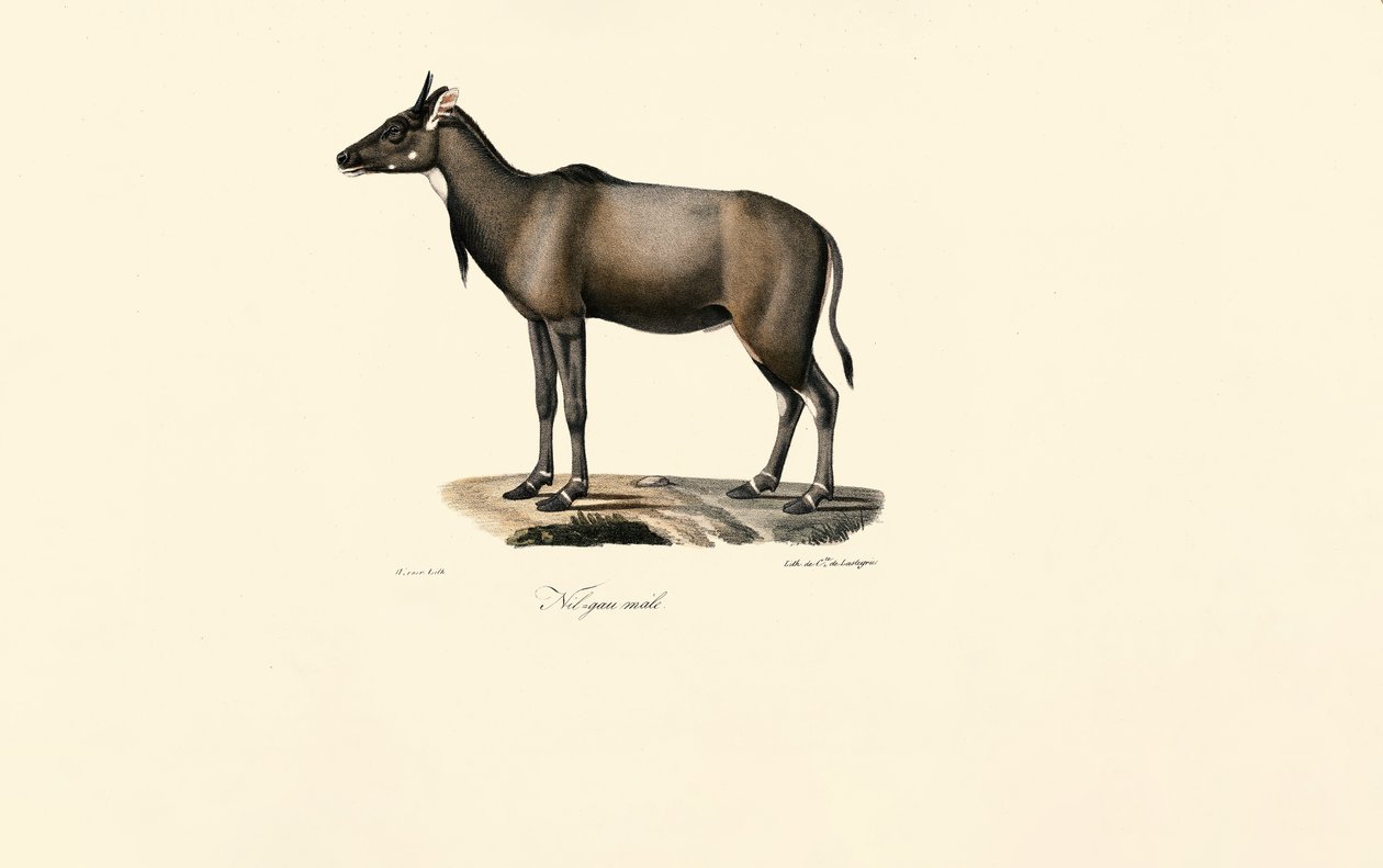 Nilgai-antilop (Nilgai, hane) av Jacques Christophe Werner