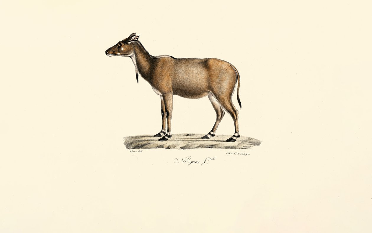Nilgai-antilop av Jacques Christophe Werner