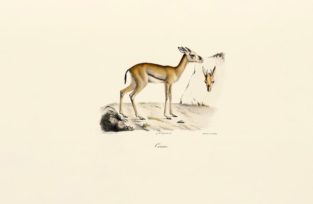 av Jacques Christophe Werner