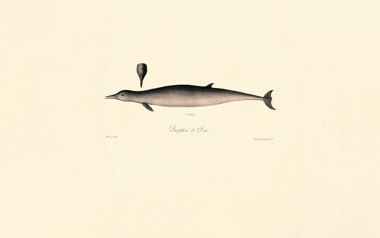 Nordlig flasknosval av Jacques Christophe Werner