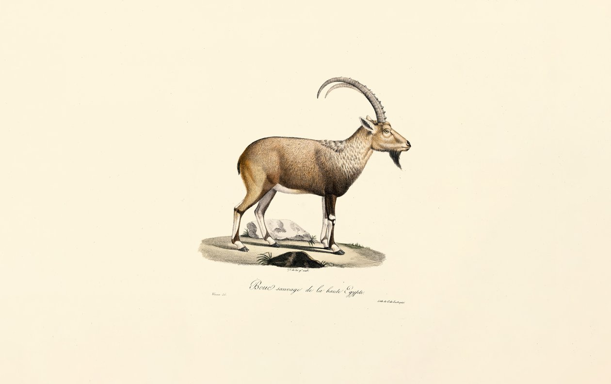  av Jacques Christophe Werner