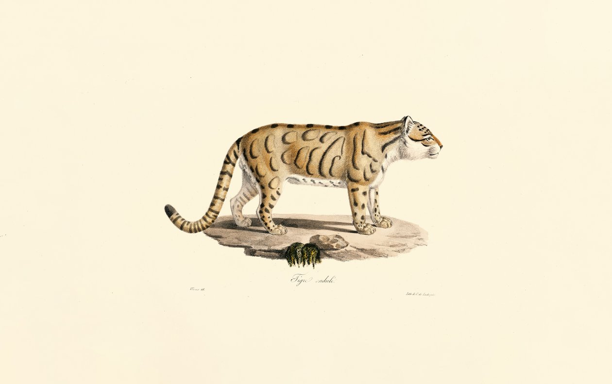  av Jacques Christophe Werner