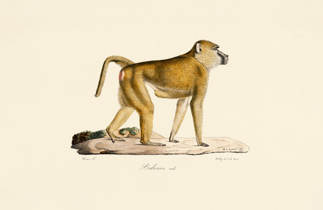  av Jacques Christophe Werner