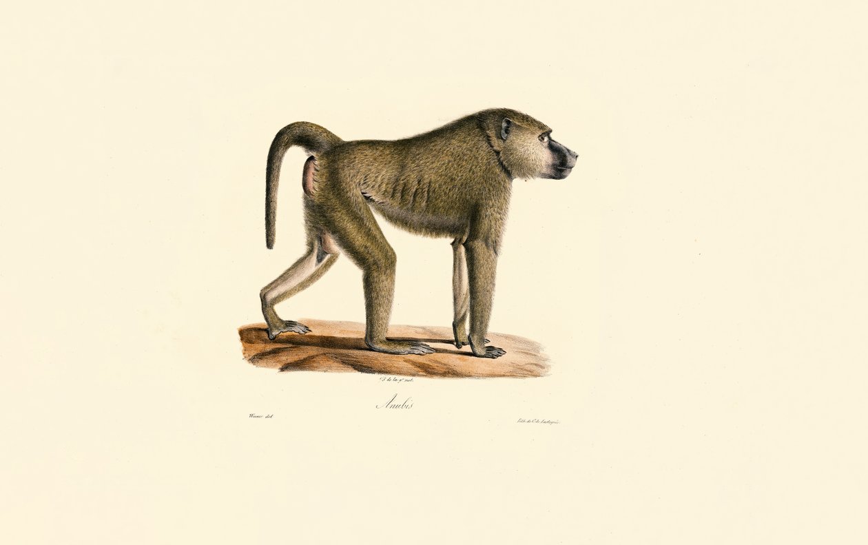 Olivbabian av Jacques Christophe Werner