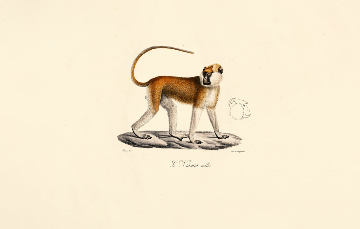 Patas apa (hane) av Jacques Christophe Werner