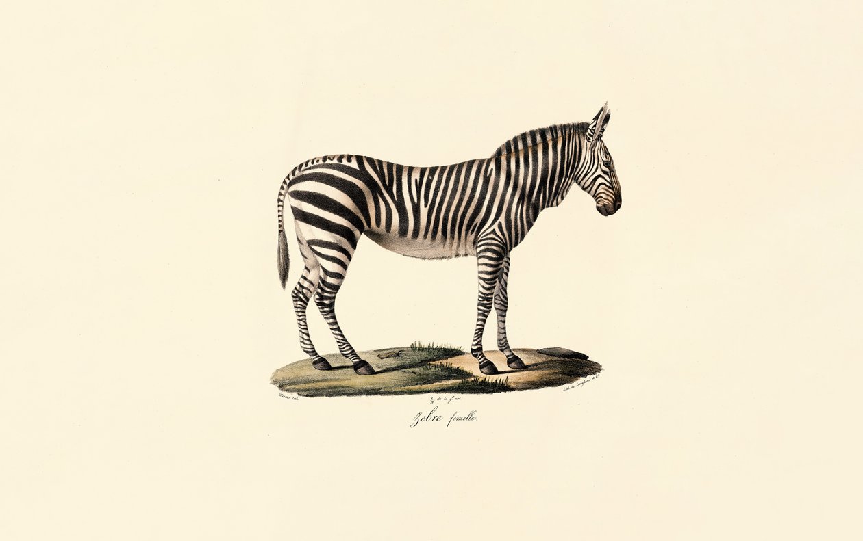 Plains Zebra, hona av Jacques Christophe Werner