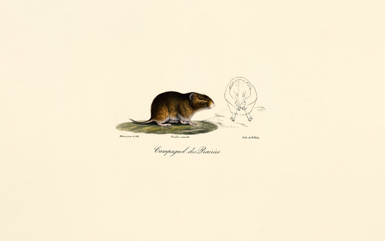  av Jacques Christophe Werner
