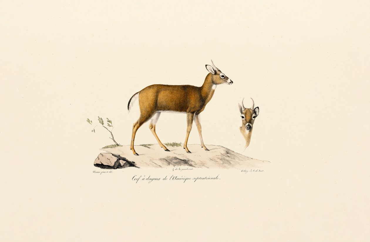 Pronghorn-antilop av Jacques Christophe Werner