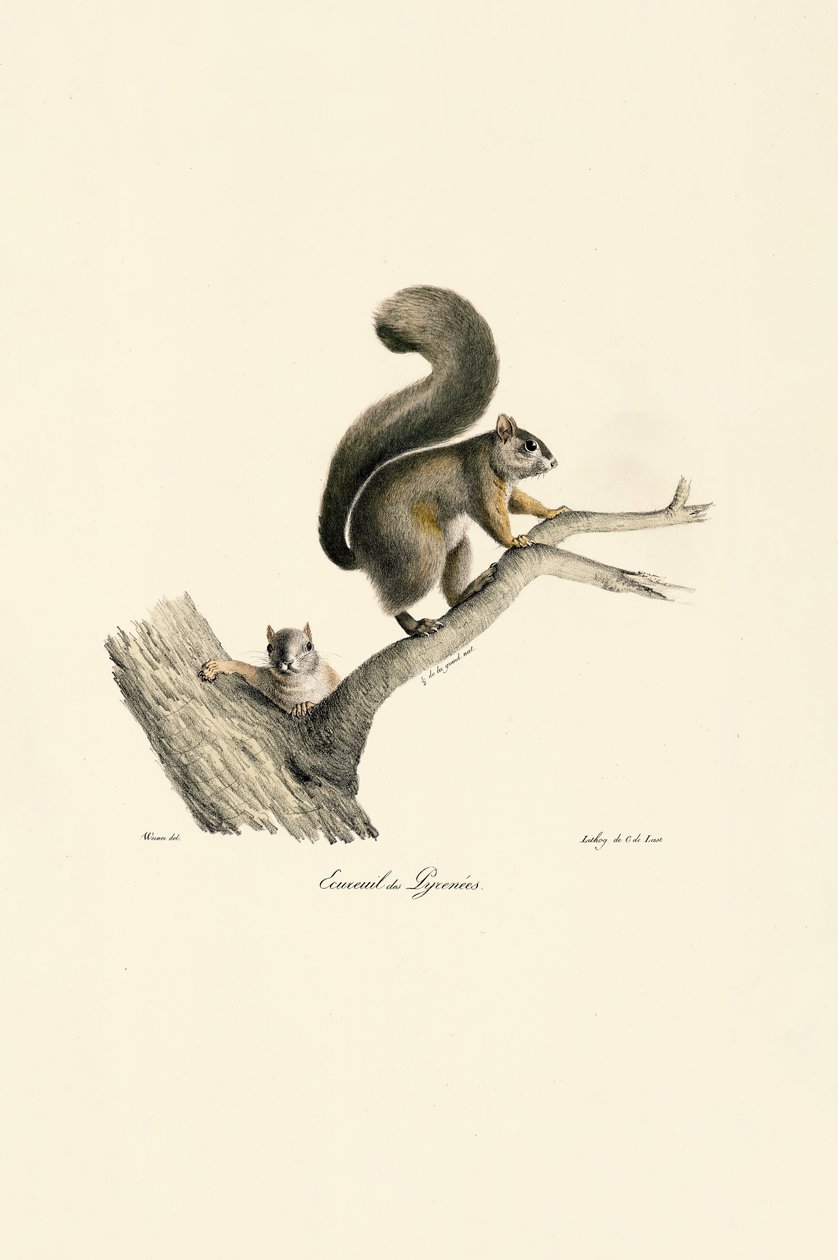 Pyreneisk ekorre med unge av Jacques Christophe Werner