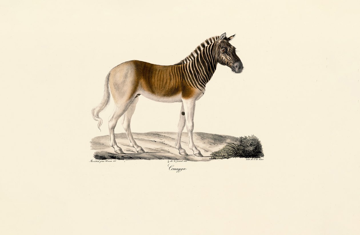 Quagga av Jacques Christophe Werner