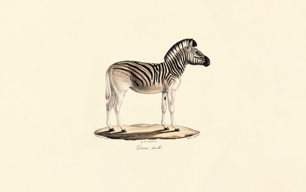 Quagga, hona av Jacques Christophe Werner