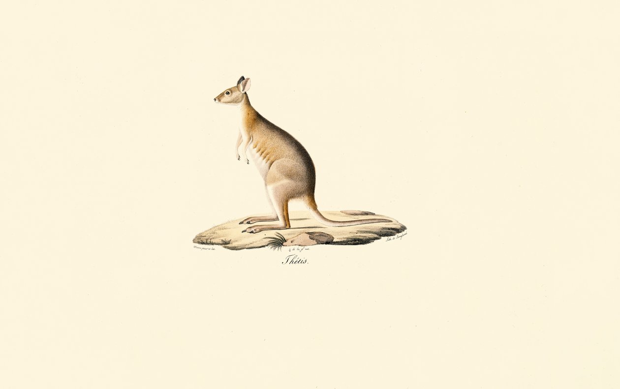 Rödhalsad pademelon av Jacques Christophe Werner