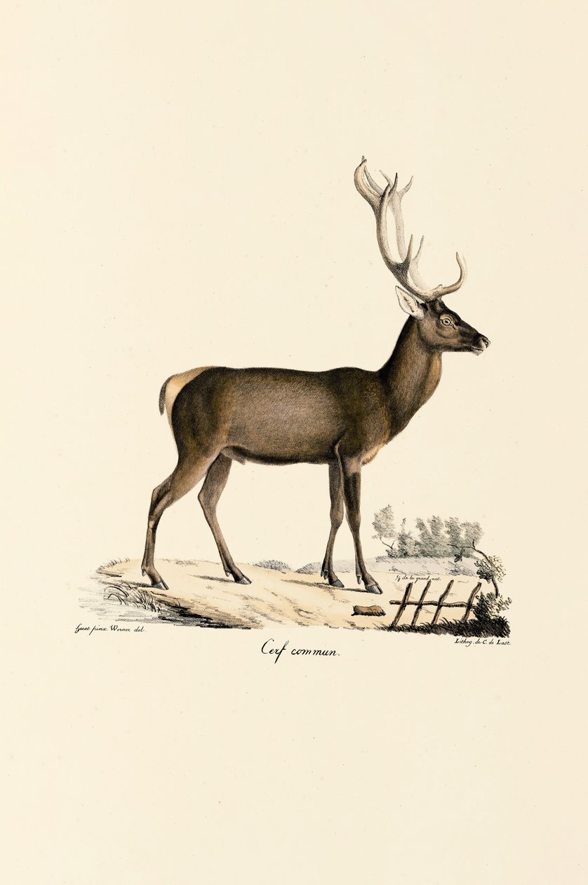 Red Deer av Jacques Christophe Werner