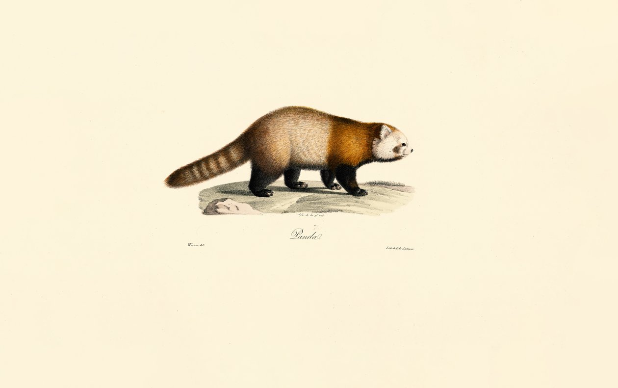Röd panda (Ailurus fulgens) av Jacques Christophe Werner