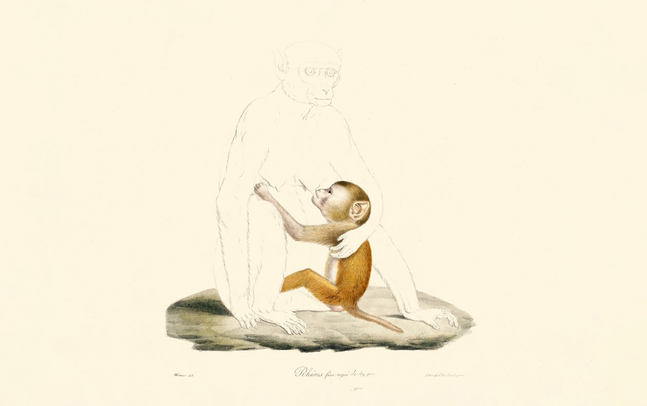 Spädbarn av rhesusmakak av Jacques Christophe Werner