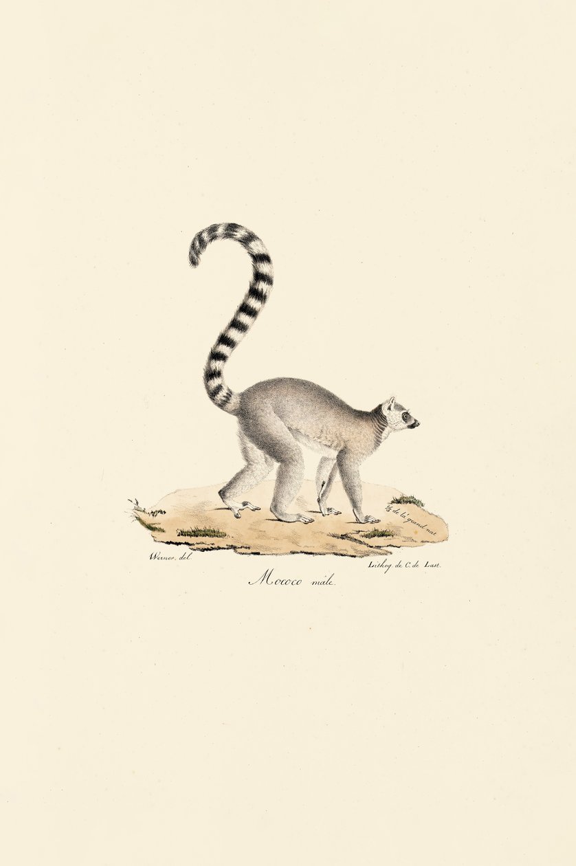 Ringsvansad lemur Hane av Jacques Christophe Werner