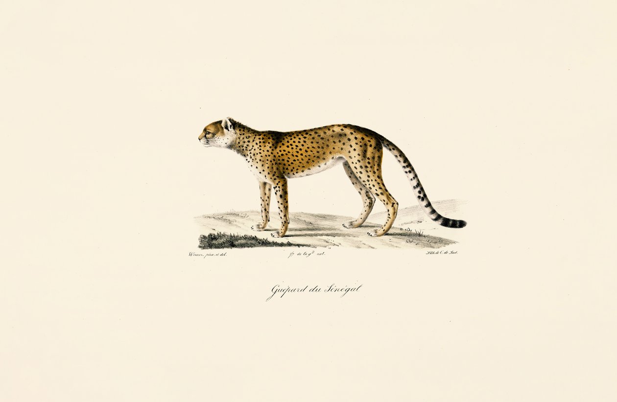 Senegal Gepard av Jacques Christophe Werner