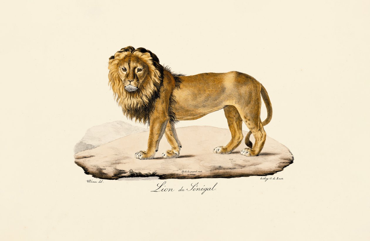 Senegal Lejon av Jacques Christophe Werner