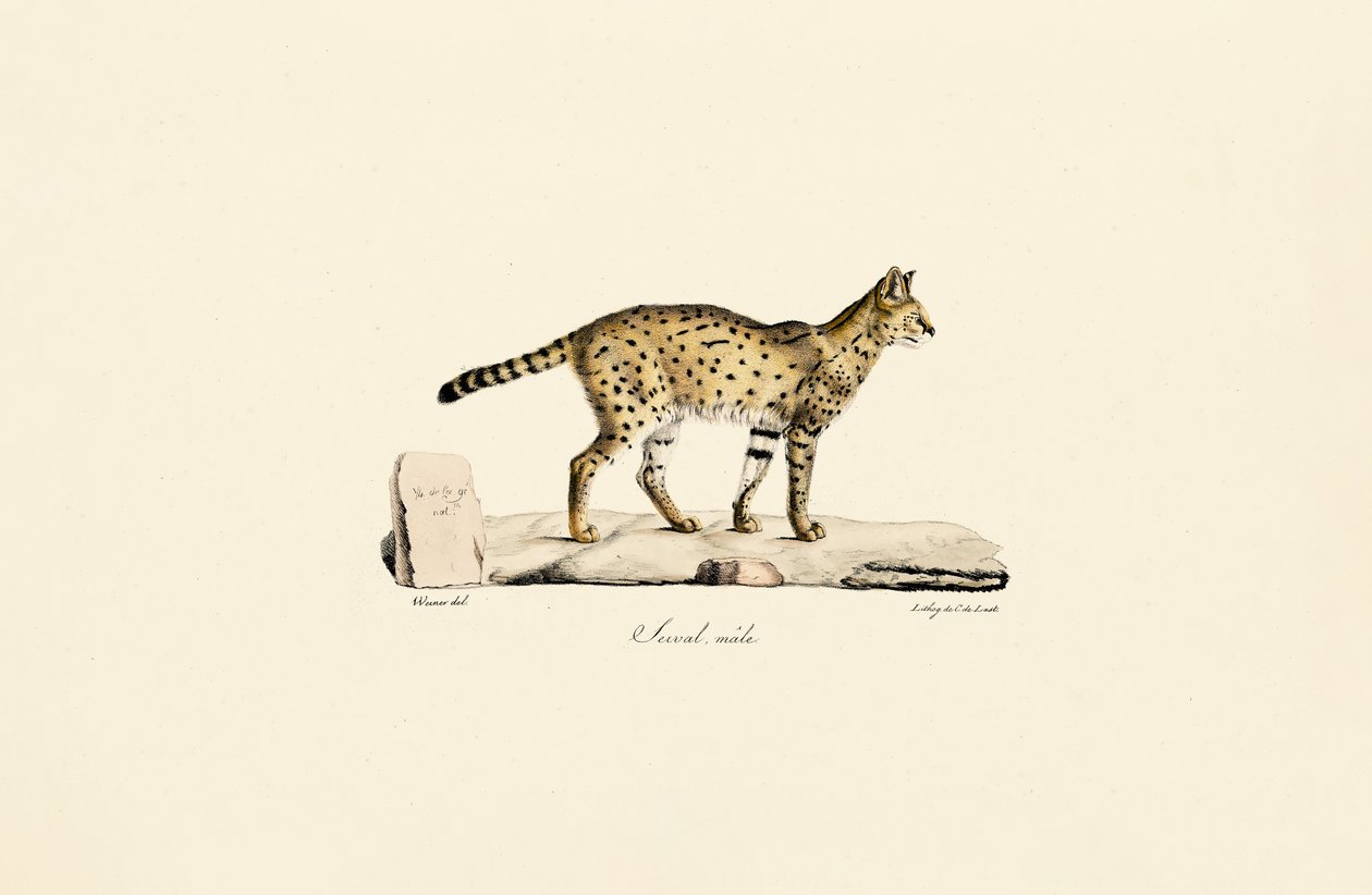 Serval, man av Jacques Christophe Werner
