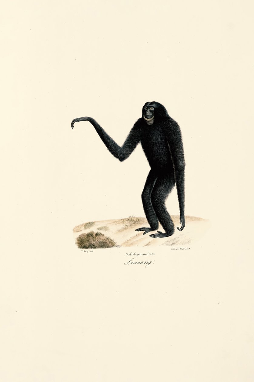 Siamang (Symphalangus syndactylus) av Jacques Christophe Werner