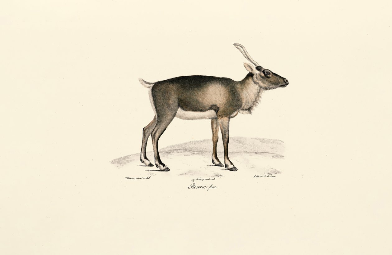 Sibirisk myskhjort (Moschus moschiferus) av Jacques Christophe Werner
