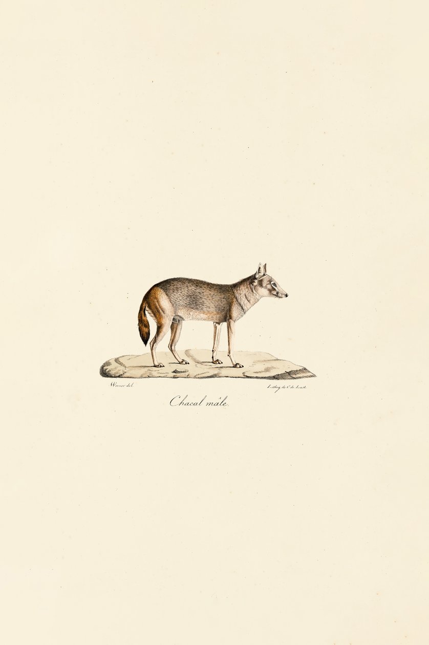  av Jacques Christophe Werner