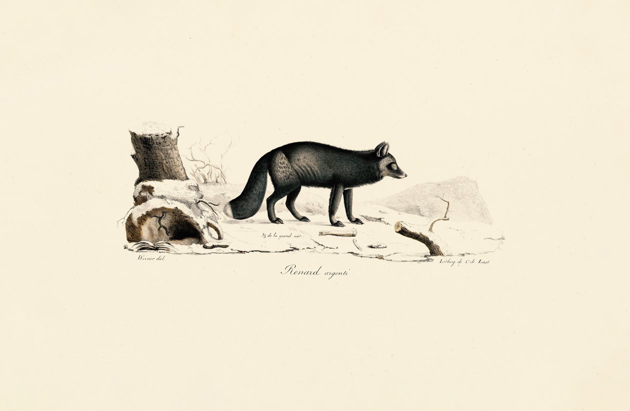 Silver Fox av Jacques Christophe Werner
