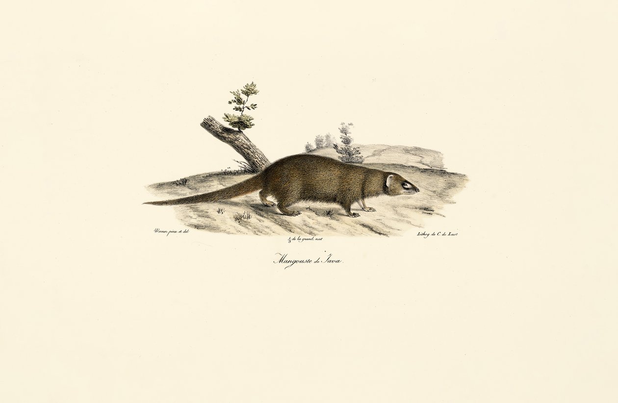 Liten asiatisk mungo av Jacques Christophe Werner